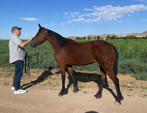 broodmare-prospect-missouri-fox-trotter-horse
