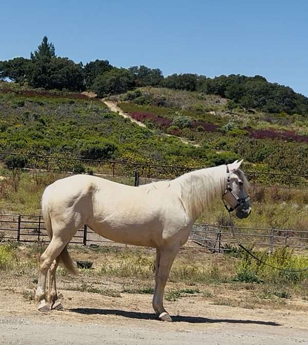 beach-rocky-mountain-horse