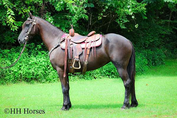 all-around-friesian-horse