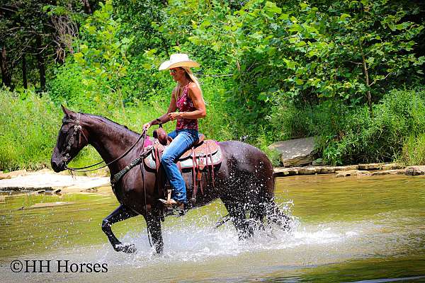 athletic-friesian-horse