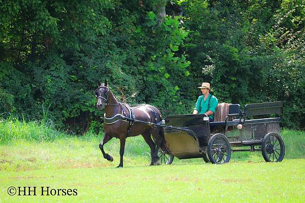beginner-friesian-horse