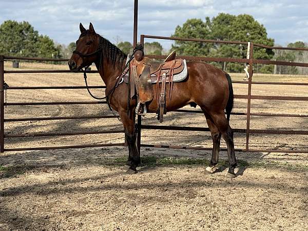 bay-heel-trail-horse