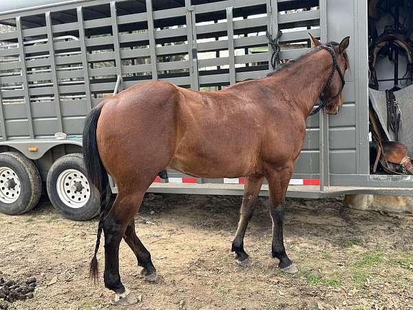 hind-right-sock-horse