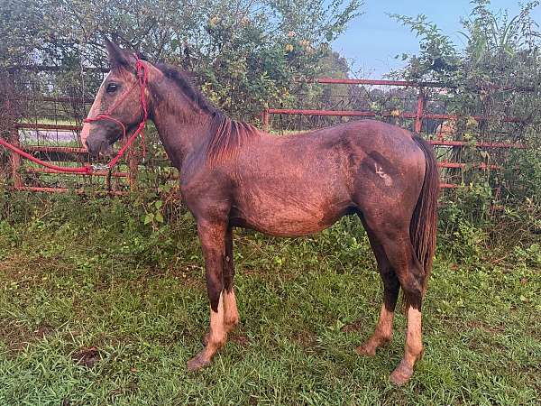 black-buckskin-draft-colt-gelding