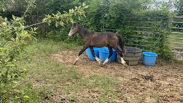 black-buckskin-shire-colt-gelding