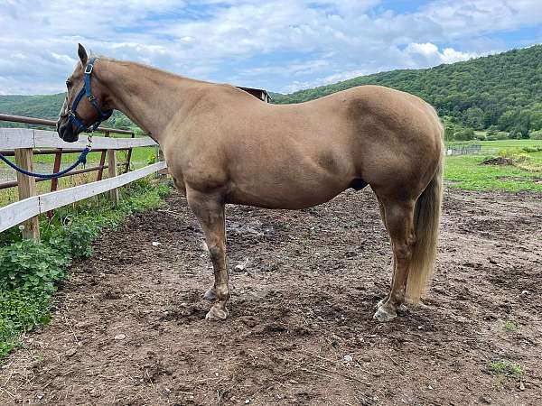 quarter-horse-gelding