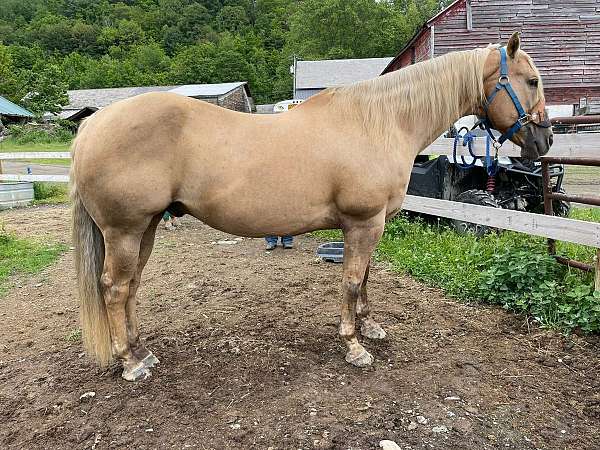 quarter-horse-for-sale