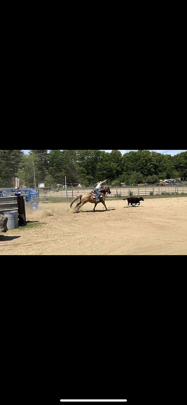 quarter-horse