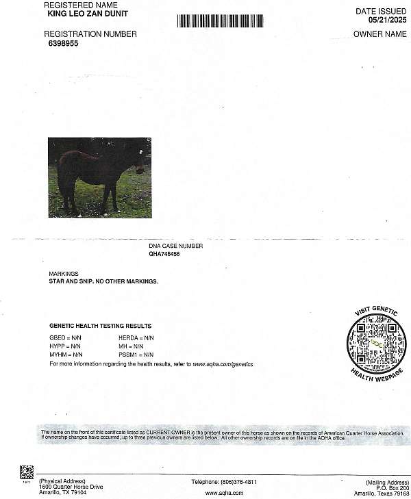 rawhides-dunit-horse