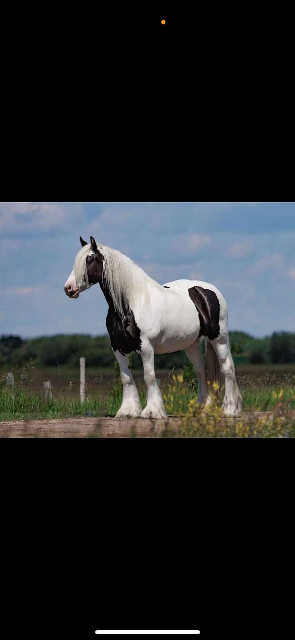 gypsy-vanner-mare