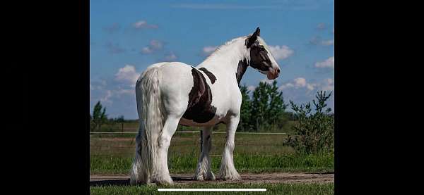 challenge-gypsy-vanner-horse