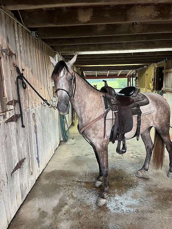 filly