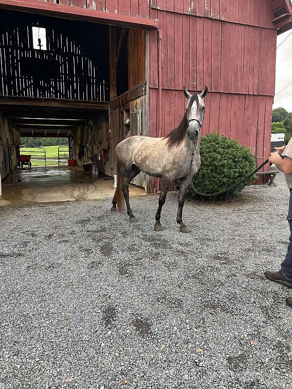 grey-gaited-horse