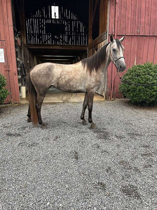 gaited-filly