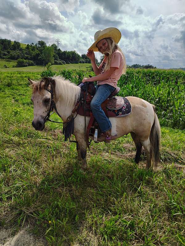 pinto-pony