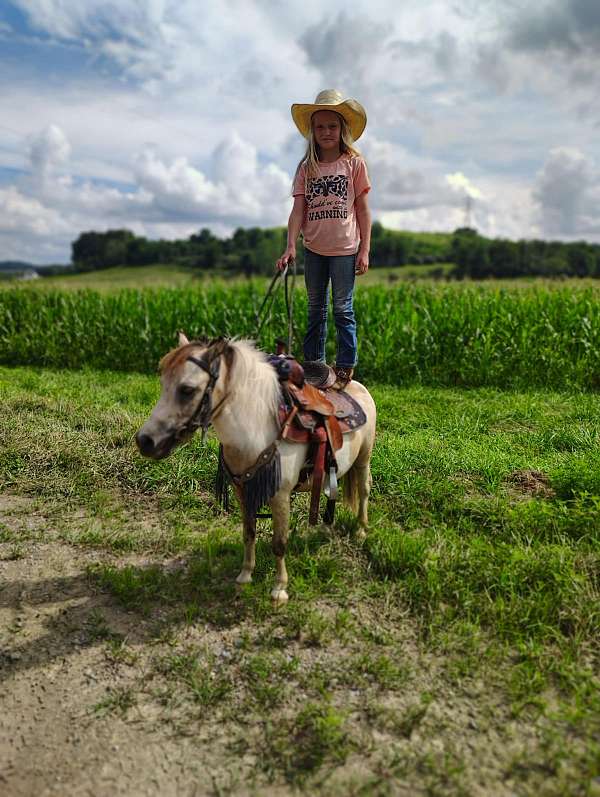 buckskin-pinto-pony