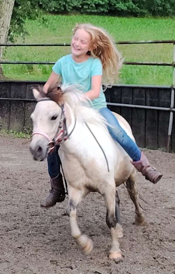 all-around-miniature-pony