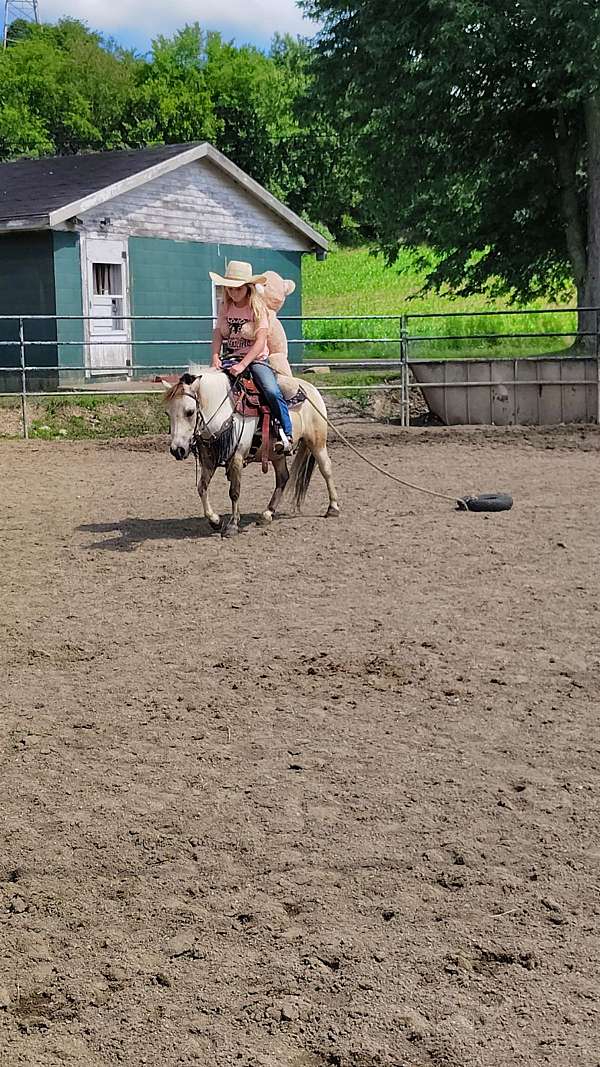 driving-miniature-pony