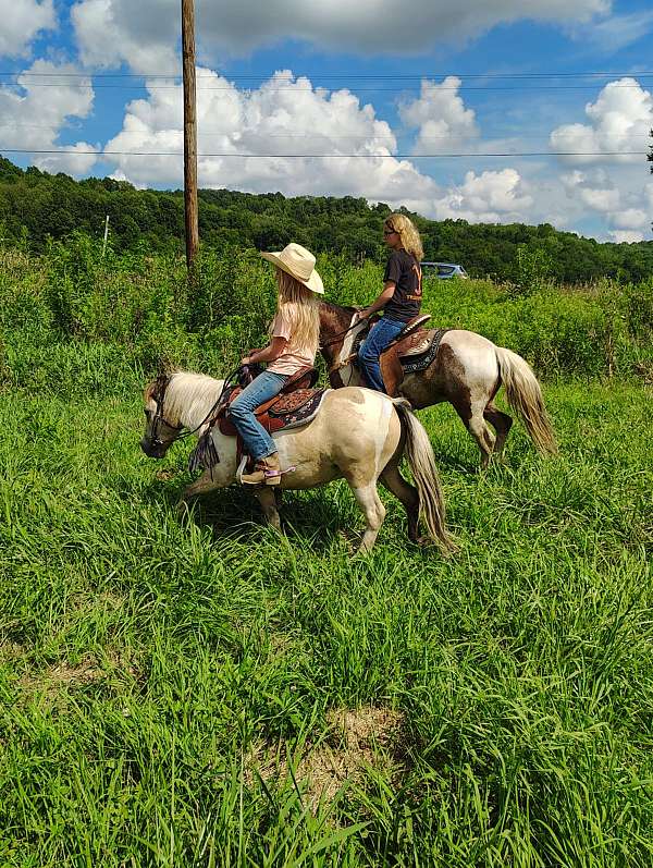 buckskin-miniature-gelding