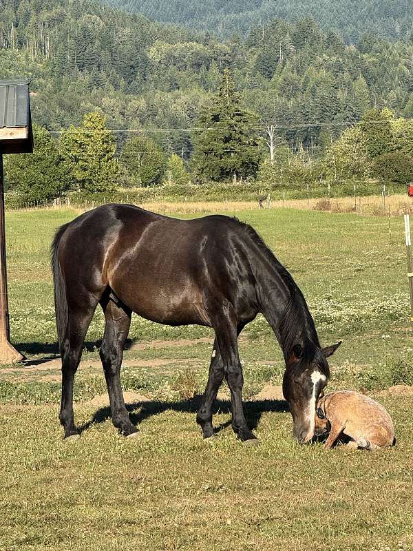 all-around-paint-horse