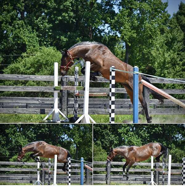 blm-brand-on-neck-maple-swamp-farm-left-hip-horse