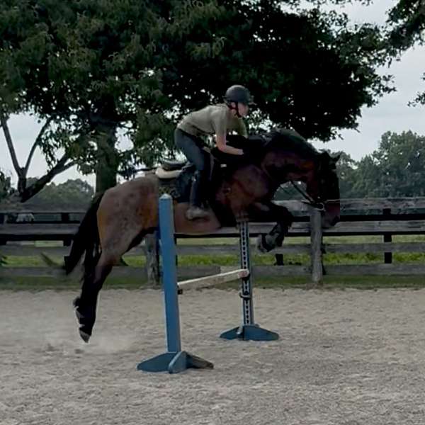 bay-roan-blm-brand-on-neck-maple-swamp-farm-left-hip-horse