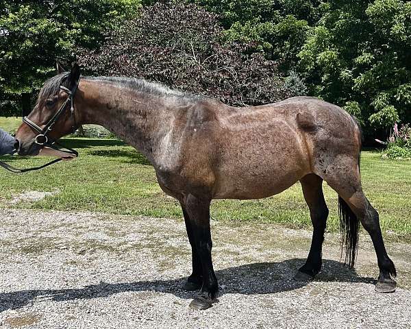 eventing-prospect-mustang-horse