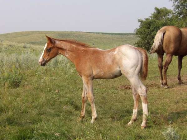 youth-project-horse