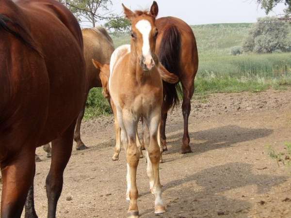 north-dakota-colt