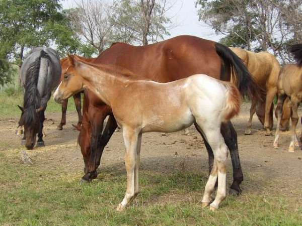 south-dakota-colt