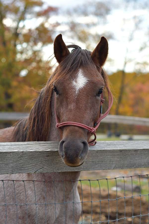 show-stallion-pony-welsh-pony
