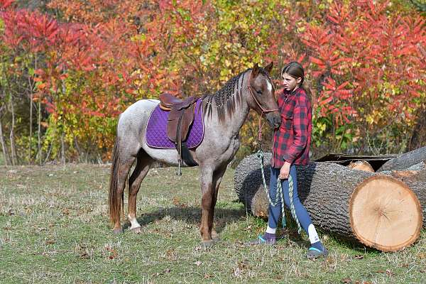 pony-welsh-pony-foal