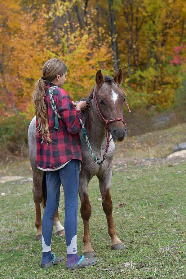 welsh-pony-stallion