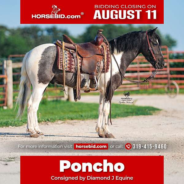 all-around-pony