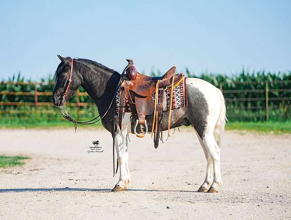 athletic-pony
