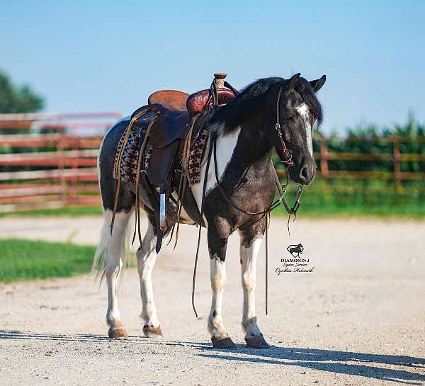 beginner-pony
