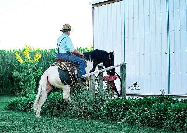trail-riding-pony