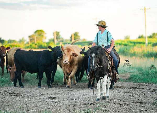 pinto-pony-gelding