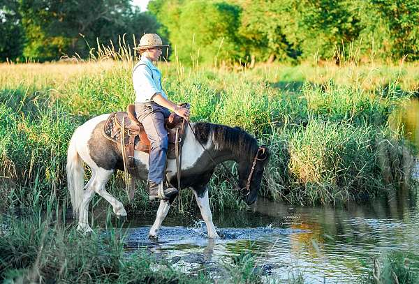 pinto-all-around-pony