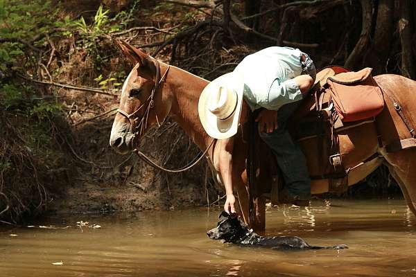 flashy-mule