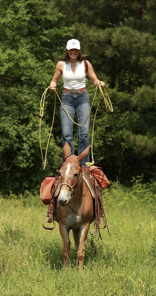 husband-safe-mule