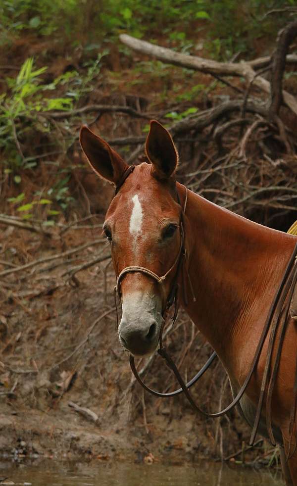 trail-riding-mule