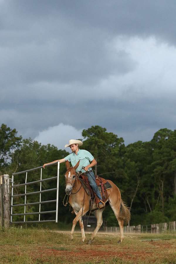 western-riding-mule