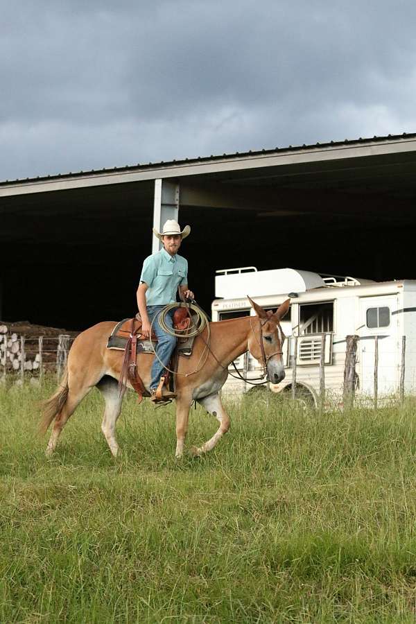 working-cattle-mule
