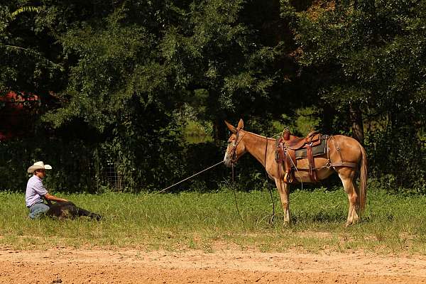 red-dun-mule-mare