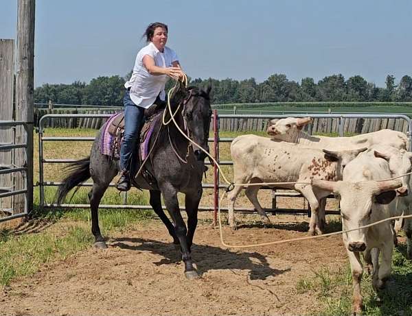 athletic-quarter-horse