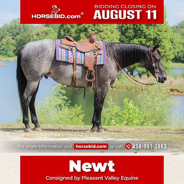 all-around-quarter-horse
