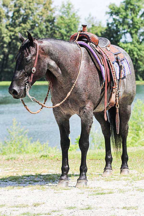 horsemanship-quarter-horse