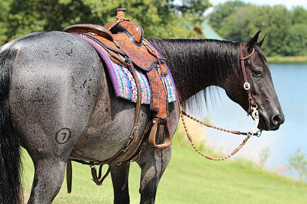 kid-safe-quarter-horse