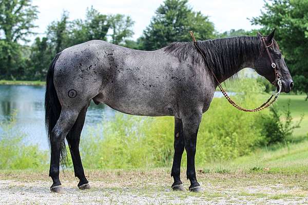 performance-quarter-horse